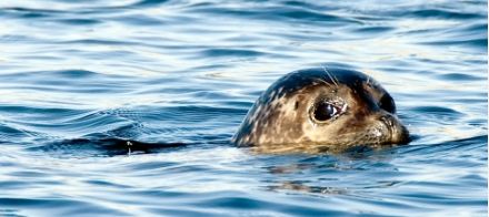 Kosterhavet Marine National Park seal